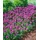 pflanzen-für-dich.de Pflanzen für Dich Staude Prunella grand. Pink Loveliness, 1 St., Großblütige Braunelle rosa