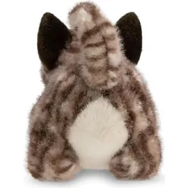 AURORA Borealis Esme Tabby Cat