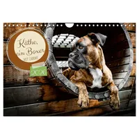 Calvendo Käthe - ein Boxer mit Charme (Wandkalender 2026