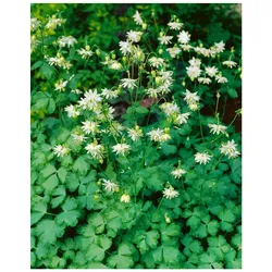 Aquilegia vulgaris 'Green Apples', Akelei, grünlich-weiß, ca. 9x9 cm Topf