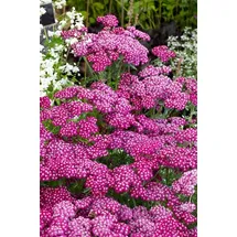 PlantaPro Achillea millefolium 'Sammetriese' 9x9 cm Topf – Winterhart, Mehrjährig, Pflegeleicht – Schafgarbe – Staude für Beet & Rabatte