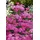 PlantaPro Achillea millefolium 'Sammetriese' 9x9 cm Topf – Winterhart, Mehrjährig, Pflegeleicht – Schafgarbe – Staude für Beet & Rabatte