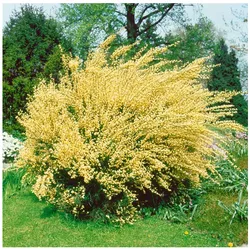 Cytisus praecox, Besenginster, gelb, 40–60 cm