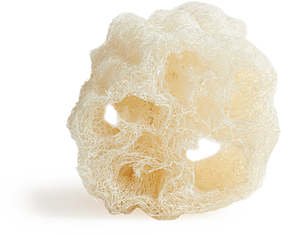 Curcubita (Luffa) - Schwamm