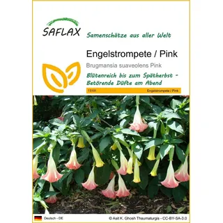 SAFLAX - Engelstrompete Rosa - 10 Samen - Brugmansia suaveolens Pink