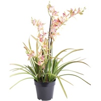 künstliche Orchidee (Orchideen Pflanze / Cymbidium) im schwarzen Kunststofftopf mit Rispen, Blättern und Luftwurzeln (rosa-grün)