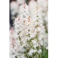 Pflanzen Für Dich Tiarella laciniata 'Arpeggio', ca. 9x9 cm