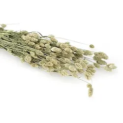 Echtes Phalaris, natur