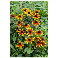Pflanzen Für Dich Rudbeckia triloba 'Prairie Glow', gelb-orange, ca.