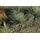 Pflanzen Für Dich Helictotrichon Sempervirens Saphirsprudel Blaustrahlhafer 2 Liter Container