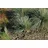 Pflanzen Für Dich Helictotrichon Sempervirens Saphirsprudel Blaustrahlhafer 2 Liter Container