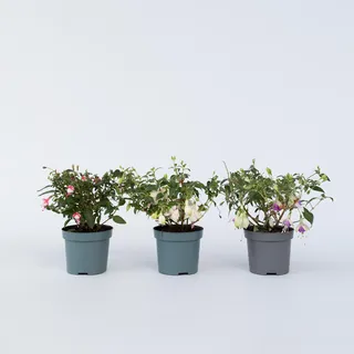 Plant in a Box - Fuchsie - 3 - Fuchsia magellanica – Höhe 10-20cm – Topf 9cm