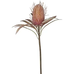 Chic Antique Fleur Protea Blume, H60 cm, altrosa