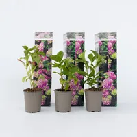 Plant in a Box - Hortensie - 6 Stk