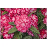 Pflanzen Für Dich Rhododendron Hybr. 'Nofretete', Rhododendron, rosa Blüten,