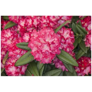 Pflanzen Für Dich Rhododendron Hybr. 'Nofretete', Rhododendron, rosa Blüten, 30–40 cm