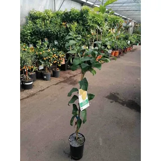 Citrus limon Lunario 120 cm - Echter Zitronenbaum (C17) - Vier-Jahreszeiten-Zitrone für Balkon, Garten & Terrasse - Robuster Zitronenbaum mit ganzjähriger Ernte