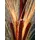 Europalms Schilfgras mit Kolben, hellbraun, 152cm