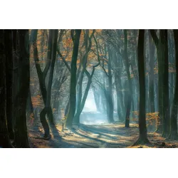 Fototapete PAPERMOON "Photo-Art ELLEN BORGGREVE, KALTES LICHT IM WALD", bunt, B:3,50m L:2,60m, Vlies, Tapeten