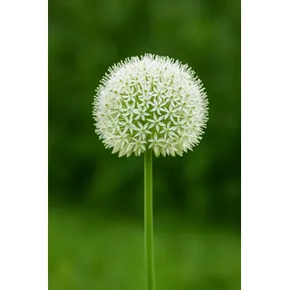 Exotenherz Blumenzwiebeln Exotenherz Blumenzwiebeln - Zierlauch Allium Allium White Giant (5 St), (5-St)