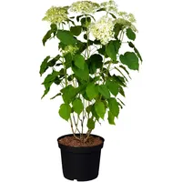 Pflanzen Für Dich Hydrangea arborescens 'Annabelle', Schneeballhortensie, weiß, 40–60
