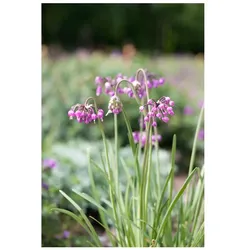 Allium cernuum, Nickender Lauch, rosa, ca. 9x9 cm Topf