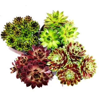 EXOTENHERZ Hauswurz Set Aus 4 Verschiedenen Sempervivum-Sorten