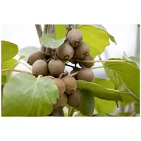Pflanzen Für Dich Actinidia chinensis 'Jenny', Kiwi, selbstfruchtend, 40–60