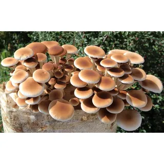 Pioppino-Pilzzuchtkultur XXL, BIO