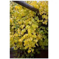 Celastrus orbiculatus 'Hercules', Kletterpflanze, 150–200 cm