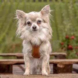 Curli Apple Leather Geschirr braun L