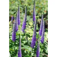 Pflanzen Für Dich Veronica spicata 'Blaufuchs', Ehrenpreis, blau, ca.