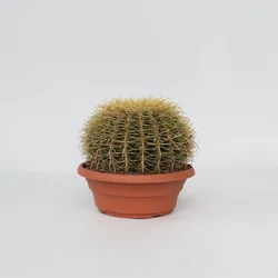 Plant in a Box - Goldkugelkaktus - Echinocactus grusonii - Höhe 25-35cm - Topf 25cm