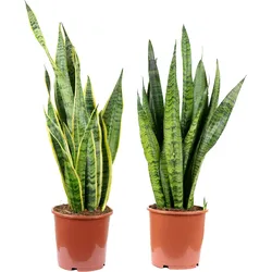 Flowerbox 2er-Set Bogenhanf - 1x Sansevieria zeylanica & 1x Sansevieria trifasciata 'Laurentii' - Höhe ca. 65 cm, Topf-⌀ 17 cm