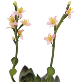 Europalms Steinrose (EVA), pink, 32cm