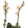 Europalms Steinrose (EVA), pink, 32cm