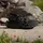 adidas Terrex Hydroterra Herren Schwarz 48