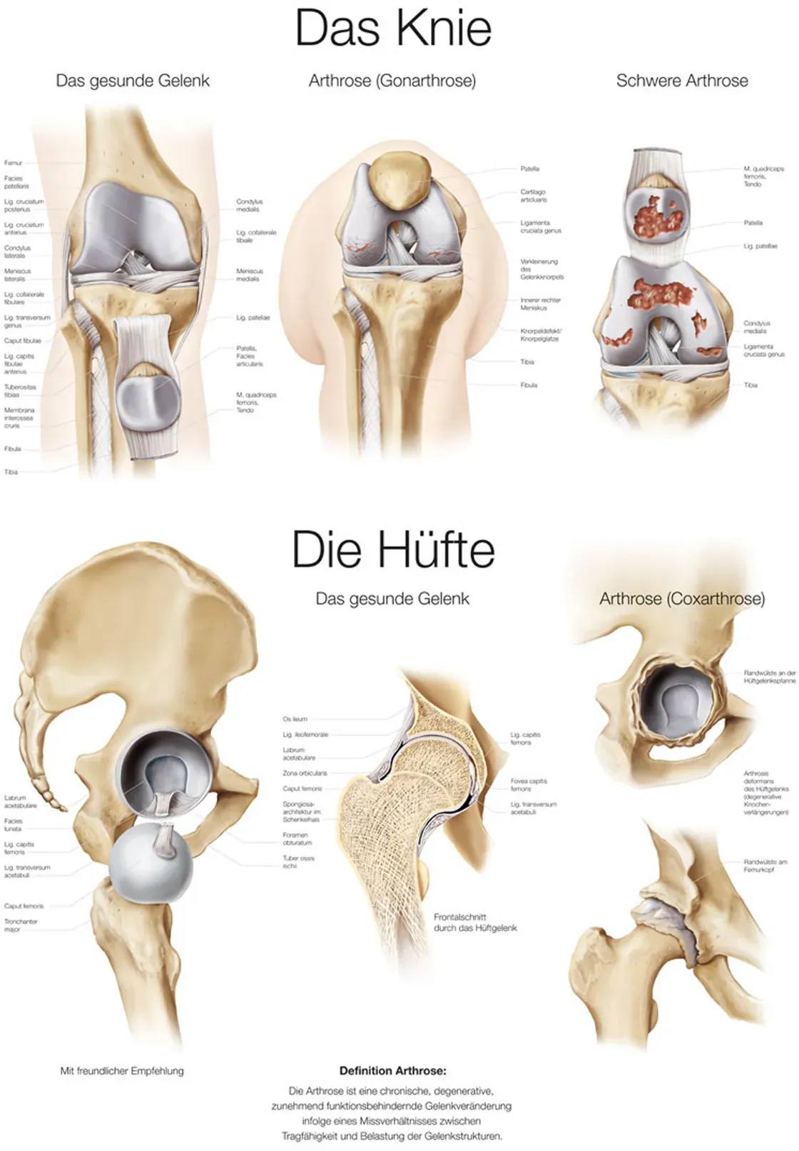 Lehrtafel Das Knie / Die Hüfte (deutsch) 70x100cm