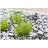 Pflanzen Für Dich Melica ciliata, Perlgras, ca. 9x9 cm Topf, zierlich
