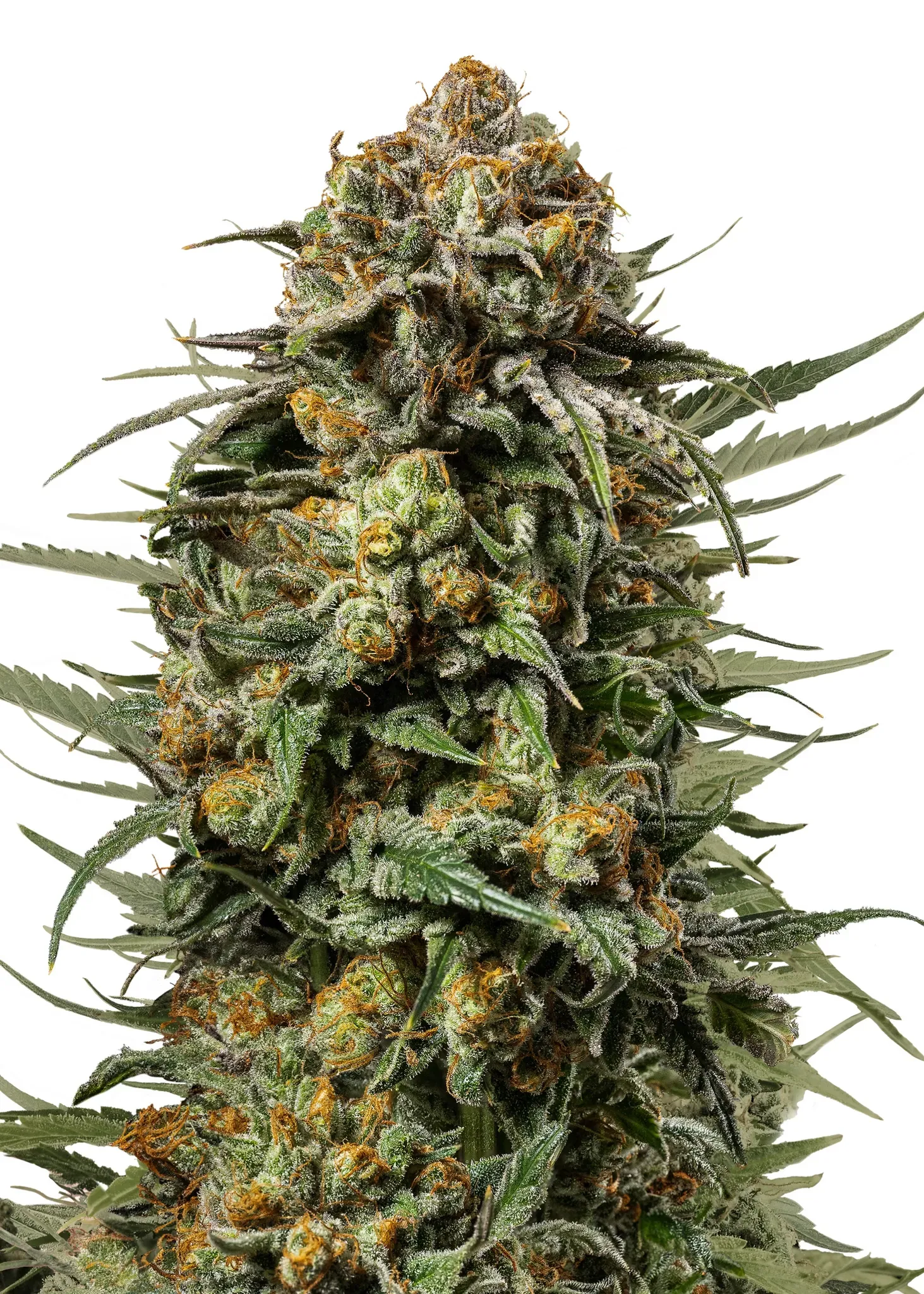 Royal Queen Seeds Gelato 44  1 Samen