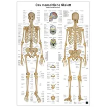 Europa Lehrmittel Verlag Anatomie Lerntafeln- Das menschliche Skelett