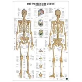 Europa Lehrmittel Verlag Anatomie Lerntafeln- Das menschliche Skelett