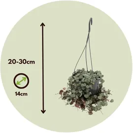 Plant in a Box - Leuchterblume - Ceropegia linearis Woodii - Höhe 20-30cm