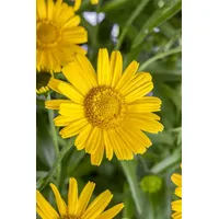 Pflanzen Für Dich Buphthalmum salicifolium, Weidenblättriges Ochsenauge, ca. 9x9