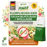 green guardia – natürliche nützlinge gegen blattläuse & wolläuse Florfliegenlarven gegen Blattläuse & Wollläuse 1 Karte für 2 m2