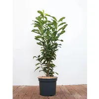 Pflanzen Für Dich Prunus laurocerasus 'Genolia', -R- 80–100 cm