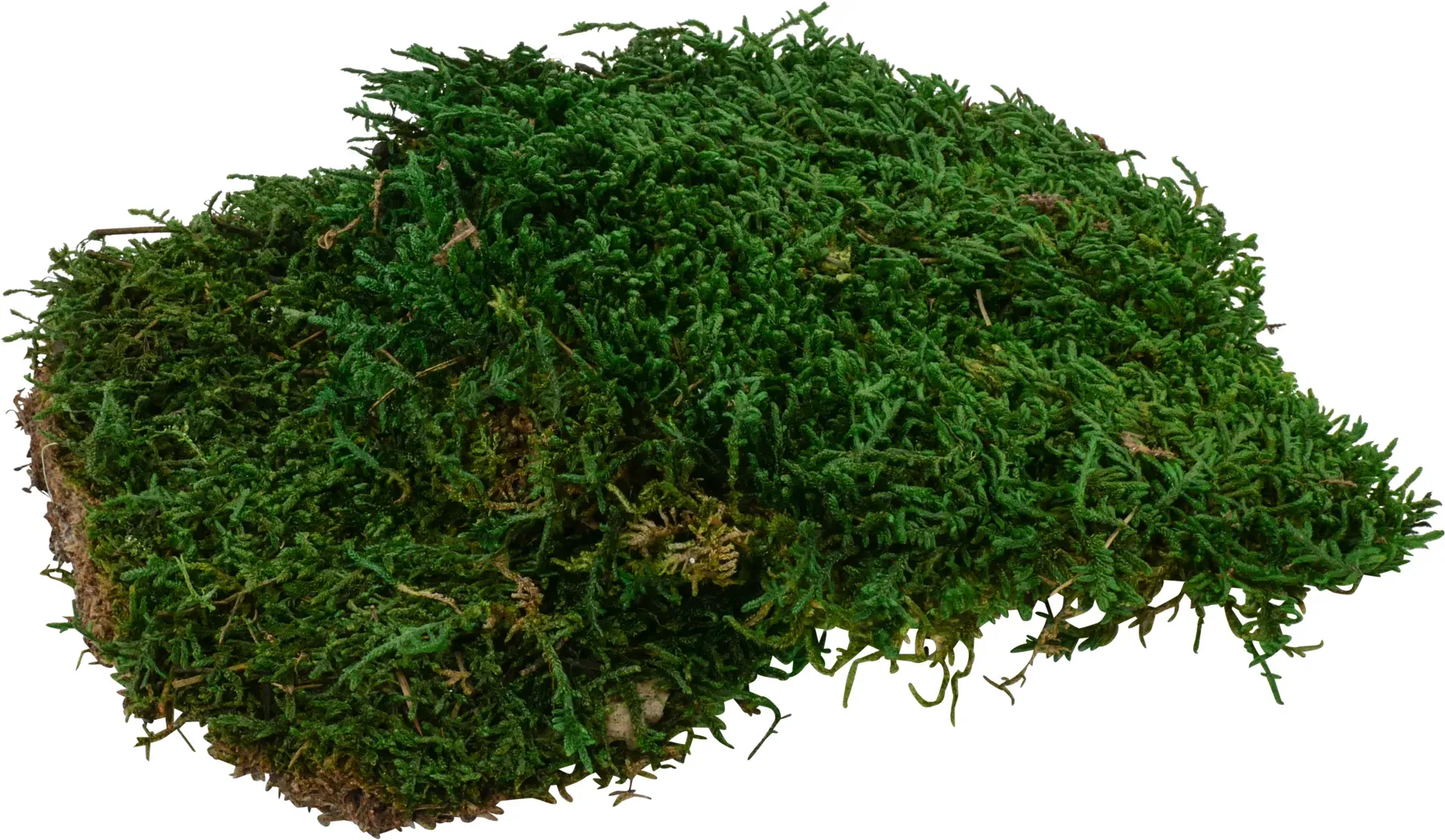 Flachmoos 800g natur grün