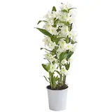 Dehner Traubenorchidee, üppige weiße Blüten, ca. 40-50 cm, Ø Topf 12 cm, Zimmerpflanze