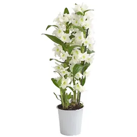 Dehner Traubenorchidee, üppige weiße Blüten, ca. 40-50 cm, Ø Topf 12 cm, Zimmerpflanze