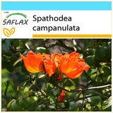 Saflax - Afrikanischer Tulpenbaum - 30 Samen - Mit Geschenkbox, Versandaufkleber, Geschenkkarte und Anzuchtsubstrat